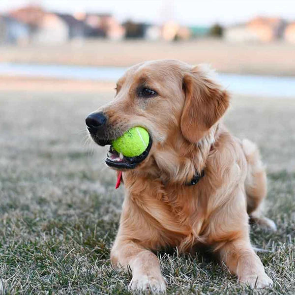 All-Court Practice Balls with Mesh Bag